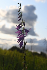 Campanula rapunculoides