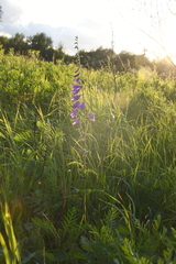 Campanula rapunculoides