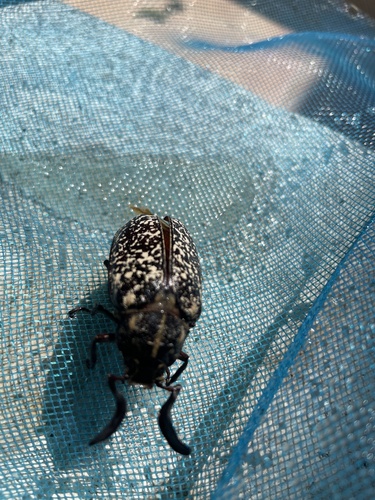 Pine Chafer
