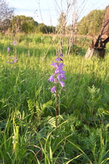 Campanula rapunculoides