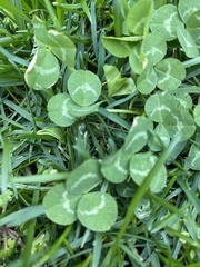 Trifolium repens
