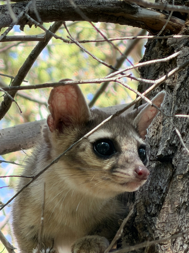 Ringtail observed by gwentomologist