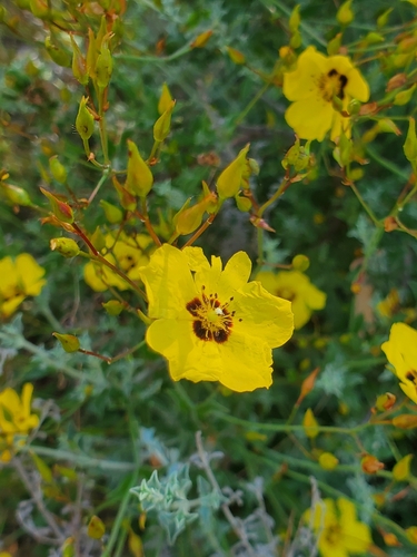 Basil-leaved Rockrose