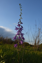 Campanula rapunculoides
