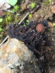 Thelephora multipartita