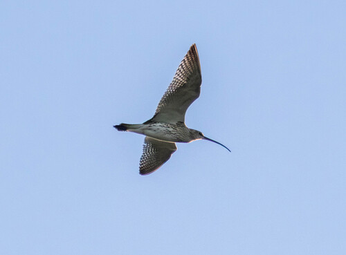 iNaturalist image