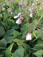 Symphytum × hidcotense