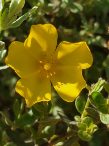 Woolly Rock Rose