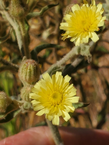 Common Andryala