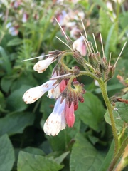 Symphytum × hidcotense