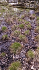 Carex bromoides