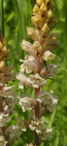 Orobanche crenata, photograph 2
