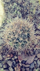 Coryphantha robustispina uncinata