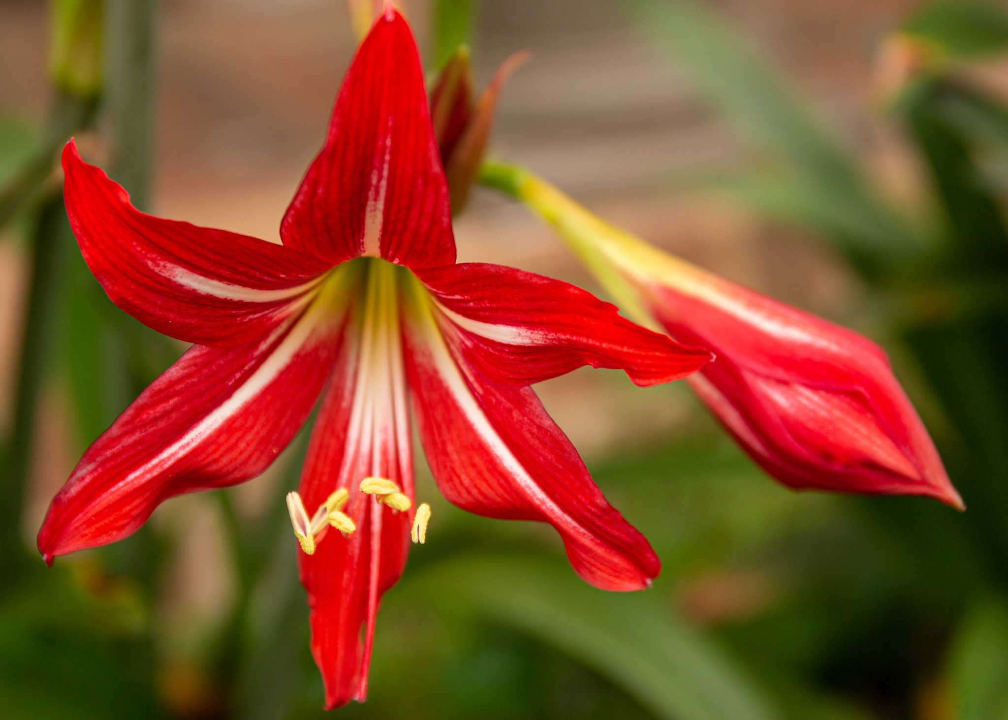 St Joseph's Lily (Hybrid Hippeastrum × johnsonii) · iNaturalist