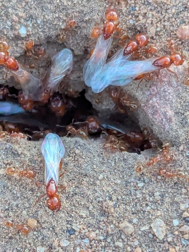 Solenopsis amblychila