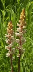 (c) Алена Ручка, some rights reserved (CC BY) Orobanche crenata, photograph (c) Алена Ручка, some rights reserved (CC BY)