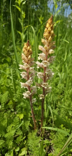 Orobanche crenata, photograph 4