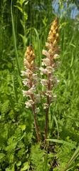 (c) Алена Ручка, some rights reserved (CC BY) Orobanche crenata, photograph (c) Алена Ручка, some rights reserved (CC BY)
