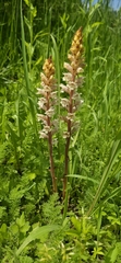 (c) Алена Ручка, some rights reserved (CC BY) Orobanche crenata, photograph (c) Алена Ручка, some rights reserved (CC BY)