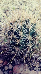 Coryphantha robustispina uncinata
