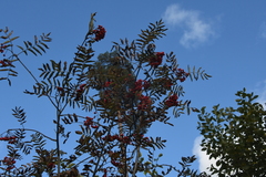 Sorbus aucuparia