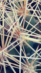 Coryphantha robustispina uncinata