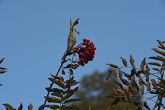 Sorbus aucuparia