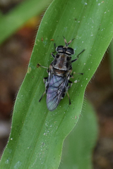 Adoxomyia heminopla