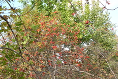 Sorbus aucuparia
