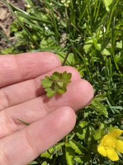 Waldsteinia fragarioides
