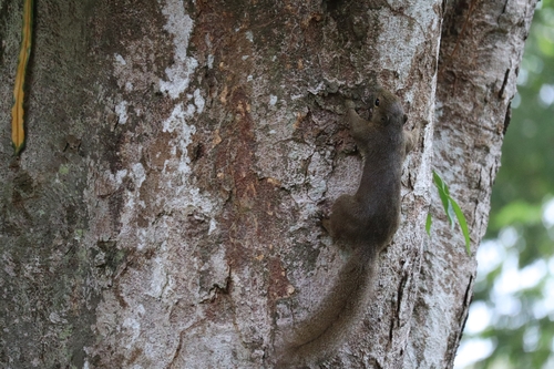Plantain Squirrel