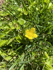 Waldsteinia fragarioides