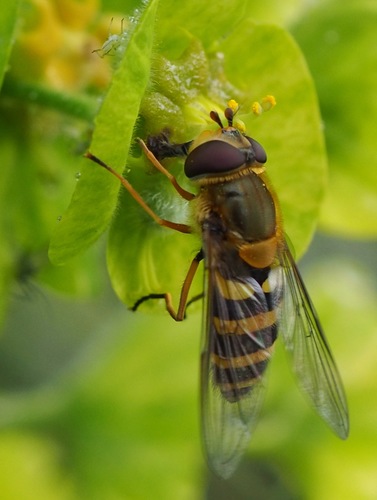Common Flower Fly