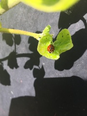 Harmonia axyridis
