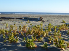 Rumex maritimus