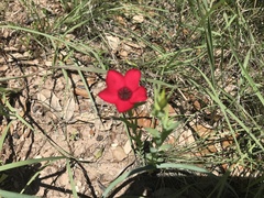 Linum grandiflorum