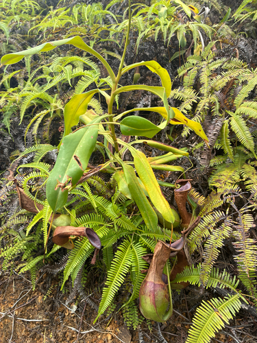 Nepenthes alata observed 2026-06-03