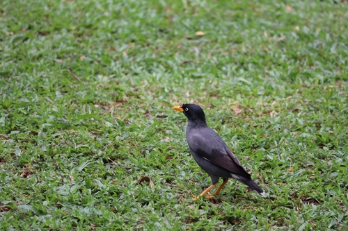 Javan Myna
