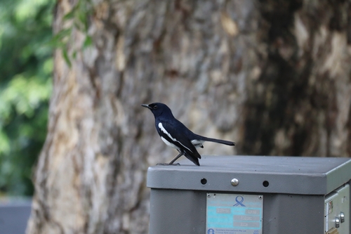 Oriental Magpie-Robin