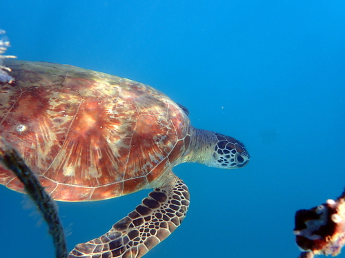 Tortue verte observed by momaz