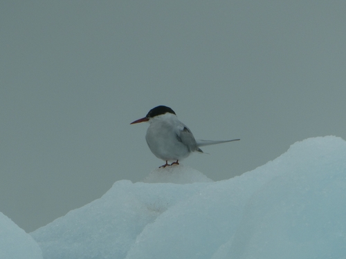 iNaturalist image