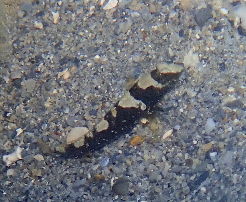Maude's Shrimpgoby
