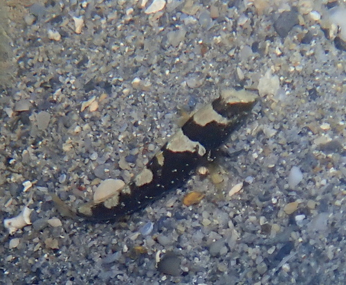 Cryptocentrus maudae observed 2026-06-03