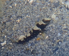 Maude's Shrimpgoby photo 1