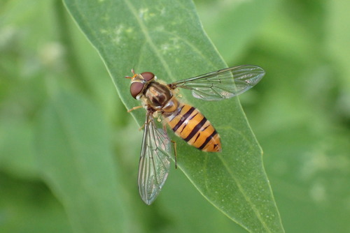 Marmalade Hover Fly