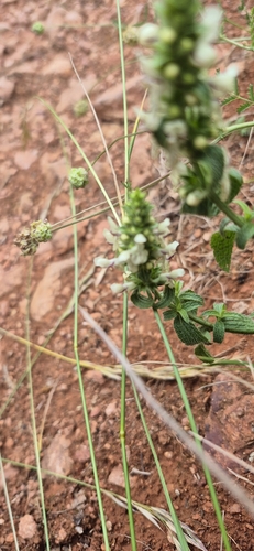 Perennial Yellow-woundwort