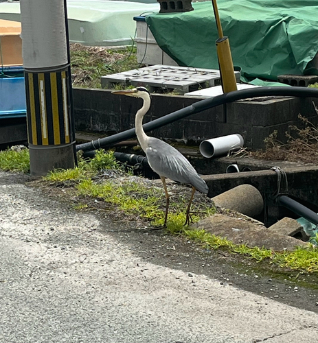 Grey Heron