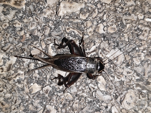 Teleogryllus occipitalis