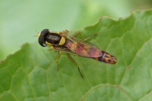 Common Globetail