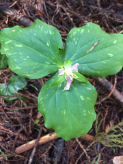 Trillium ovatum ovatum